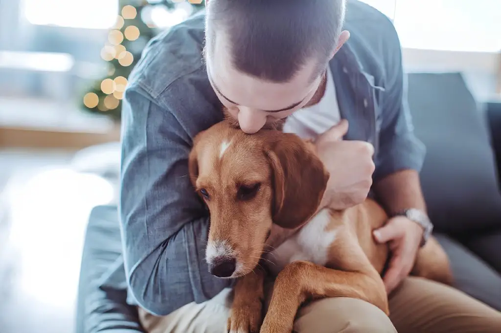 um cachorro no colo do seu tutor