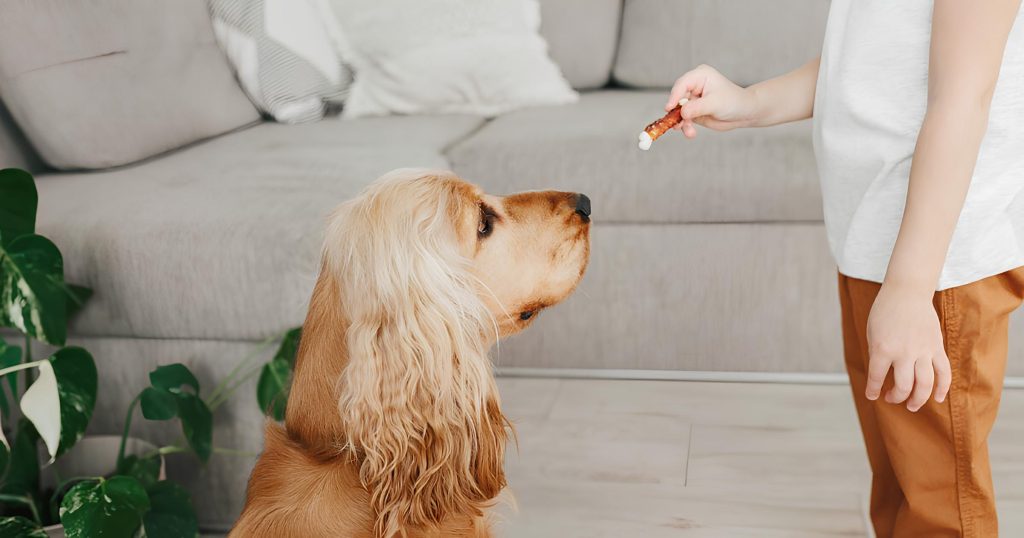 um cachorro sentado no chão sendo adestrado por um menino