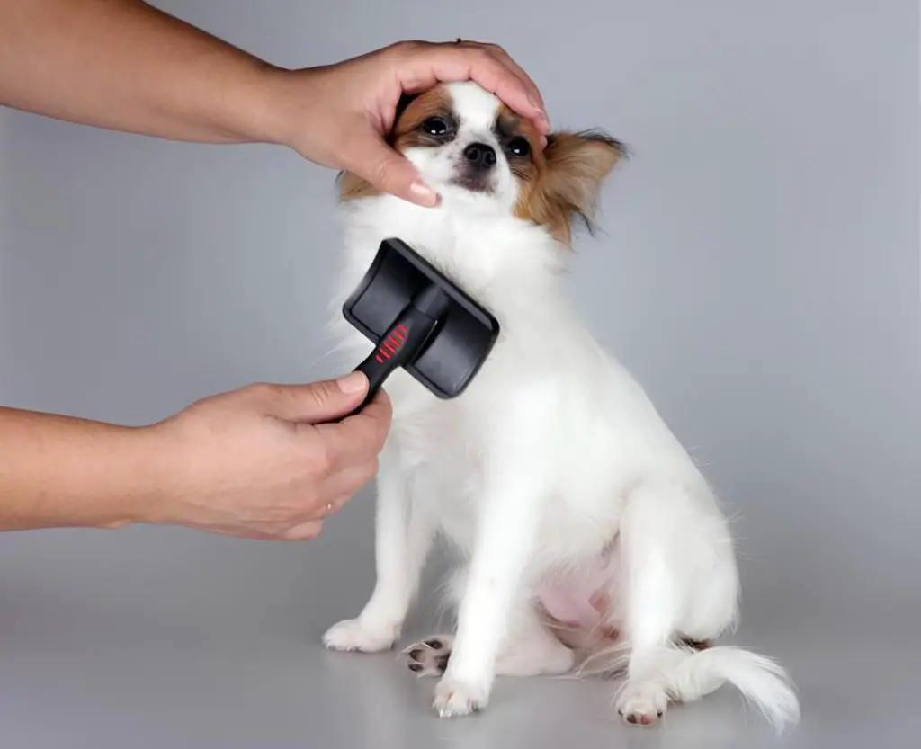 um cachorro sentado, passando por cuidados na pelagem.