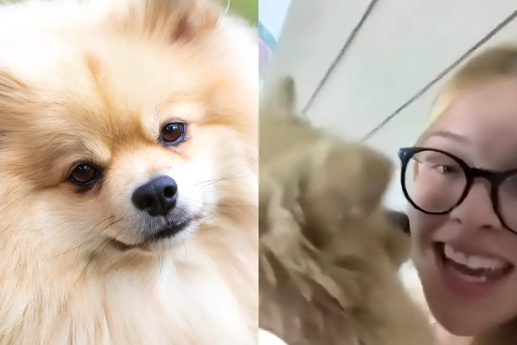 um lulu da pomerânia com sua tutora.