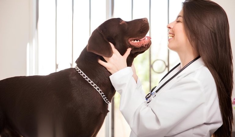 uma médica veterinária com um cachorro em cima de uma maca sendo avaliado.
