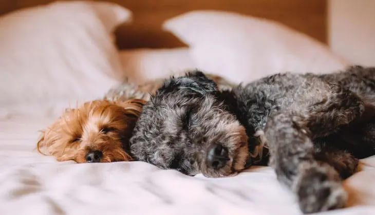 dois cães deitados dormindo juntos em uma cama 