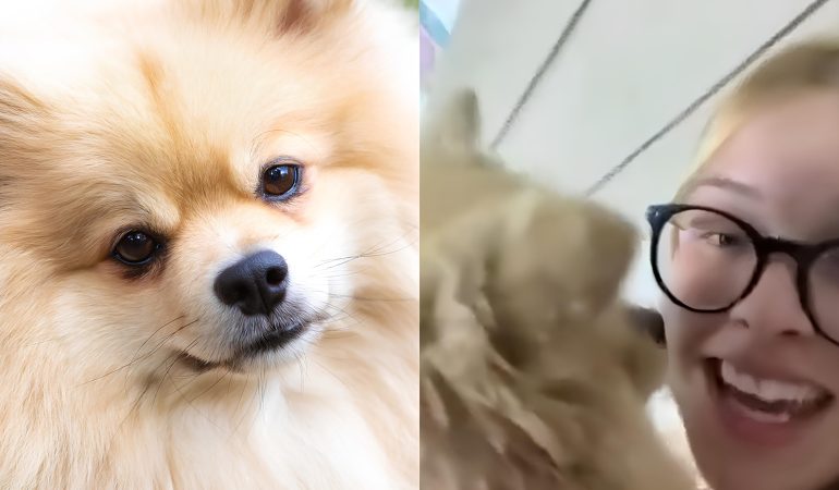 um lulu da pomerânia tendo um relacionamento tóxico com seu lulu da pomerânia