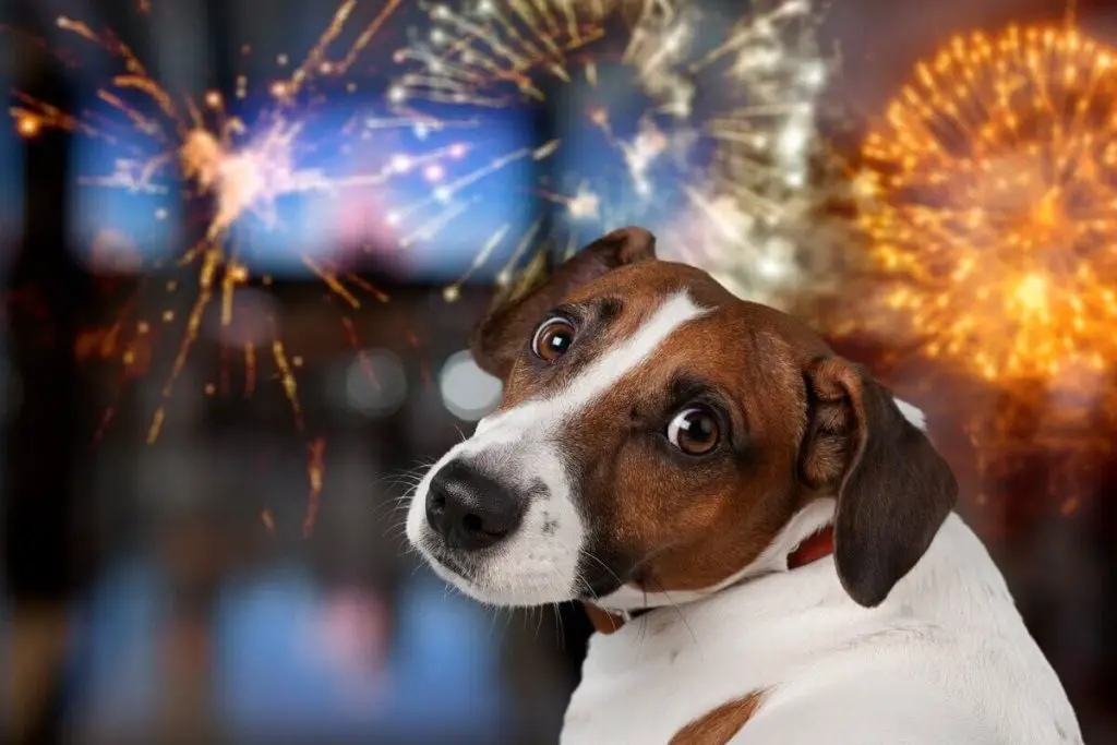 um cachorro assustado com os barulhos dos fogos de artifícios