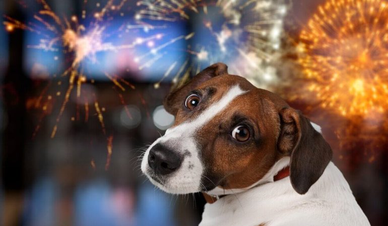 um cachorro com medo dos fogos de artifícios do fim de ano.