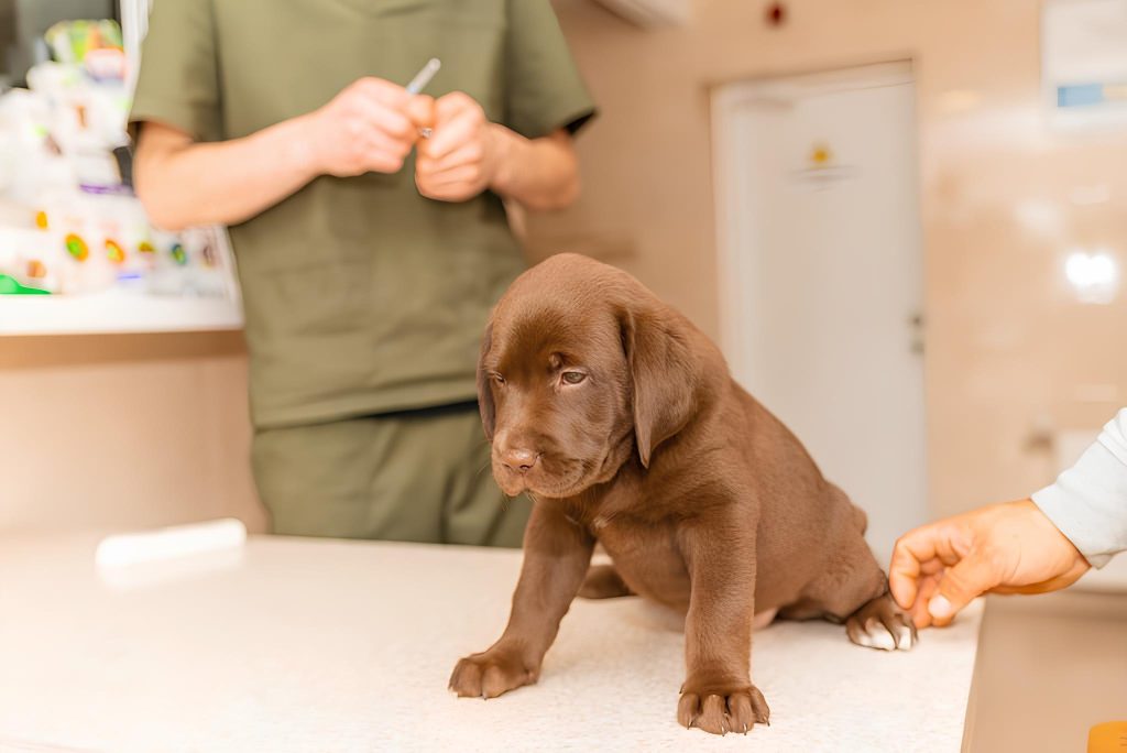um cachorro sendo examinado em um consultório veterinário.
