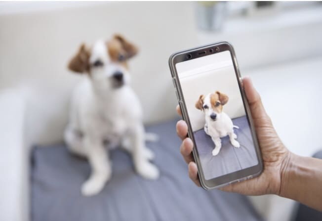 um cachorro sentado e seu dono esta tirando fotos dele.