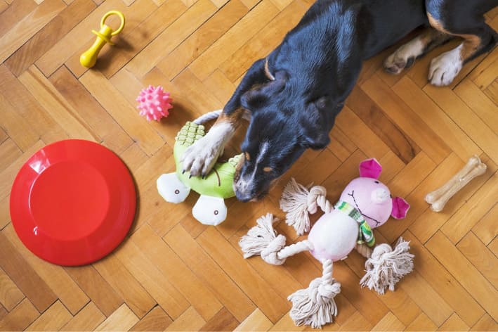 um cachorro deitado brincando com seus brinquedos pets.