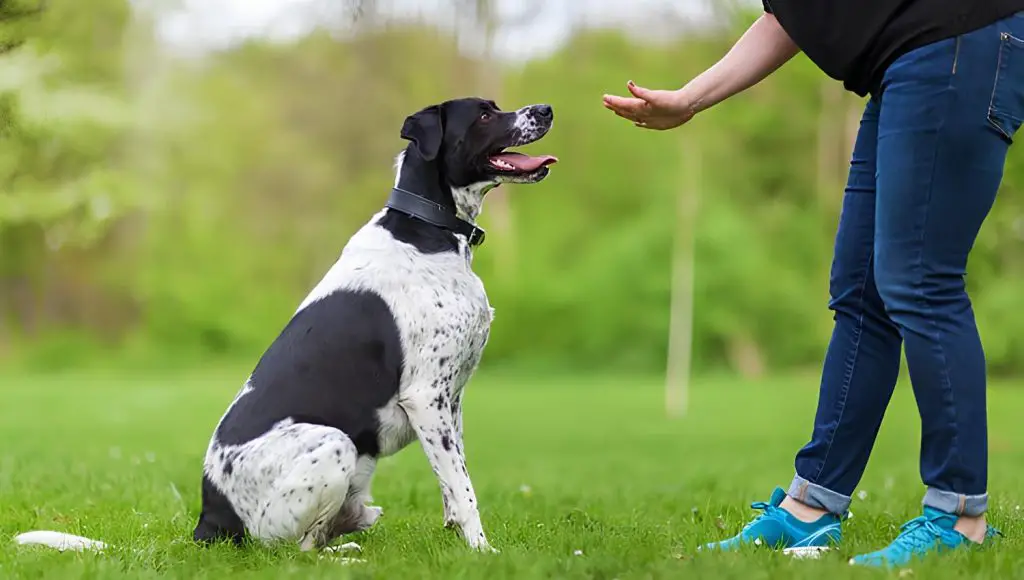 um cachorro sendo treinando por sua tutora em um gramado.