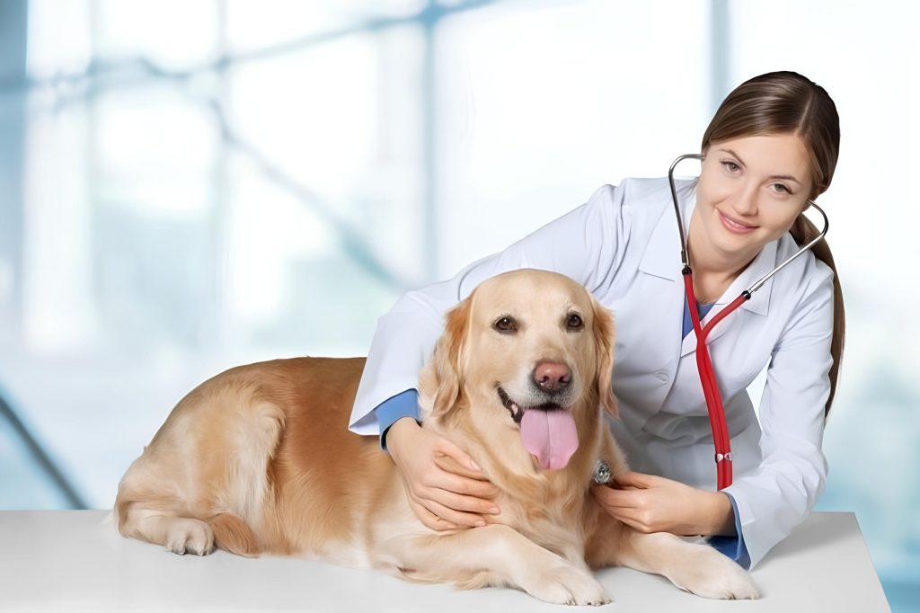 um cachorro se consultando em uma veterinário com ajuda do seu plano de saúde pet.