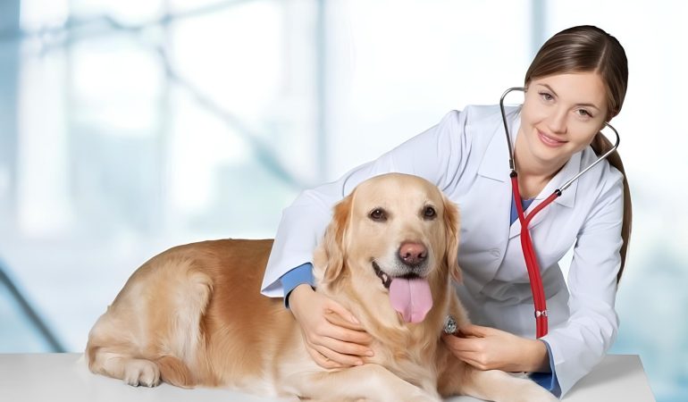 um cachorro deitado em uma maca de um consultório, sendo avaliado por um veterinário