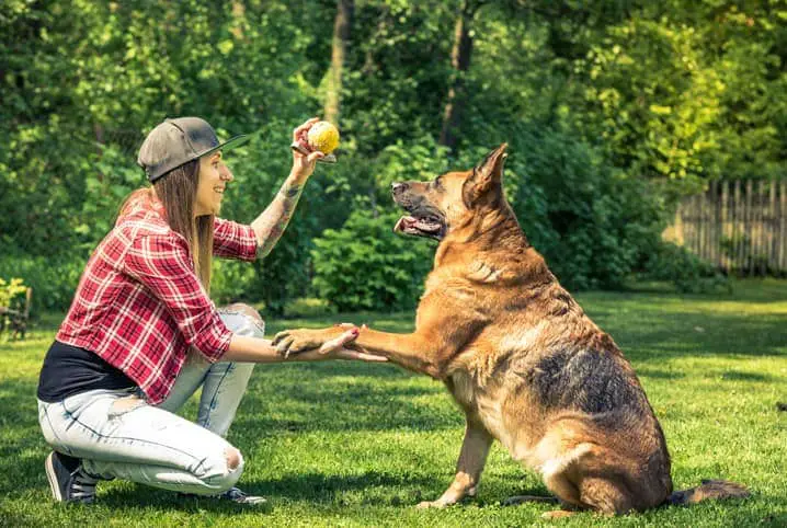 um cachorro em um gramado brincando com sua tutora de pegar bolinha.