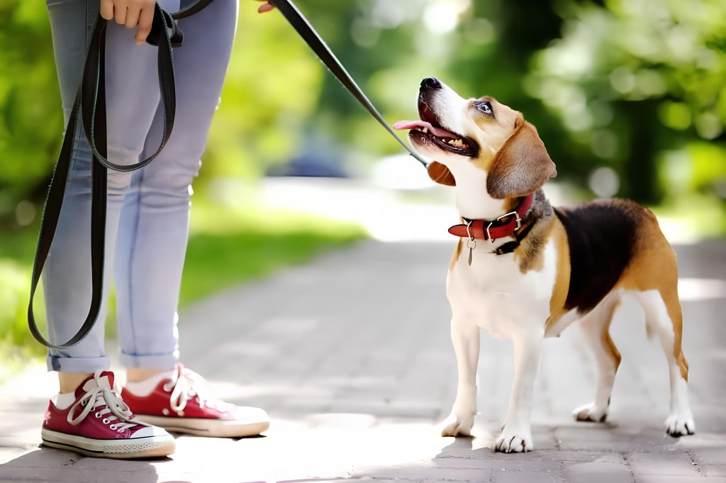 um cachorro com coleira passeando com sua tutora.