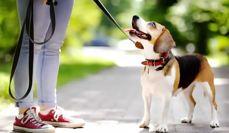 um cachorro com uma coleira e guia passeando com seu tutor.