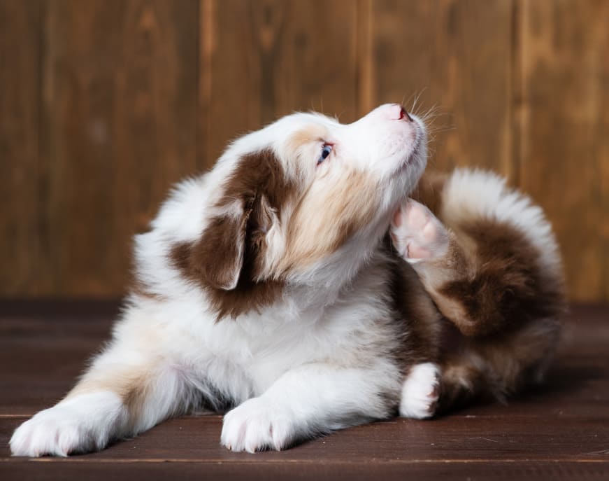 um cachorro se coçando porque esta com alergia 