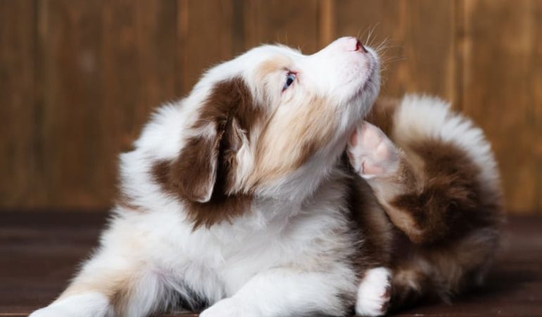 um cachorro sentado se coçando com alergia