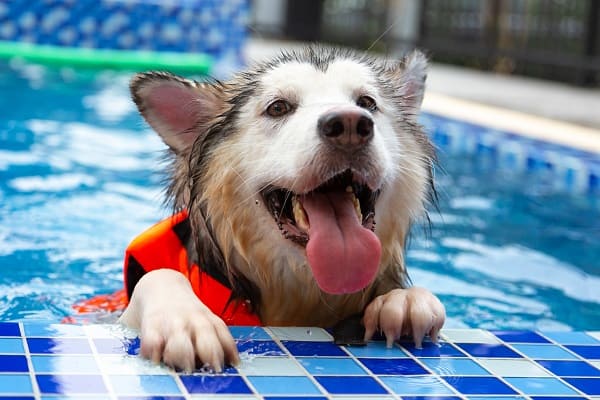 um cachorro brincando em uma piscina.