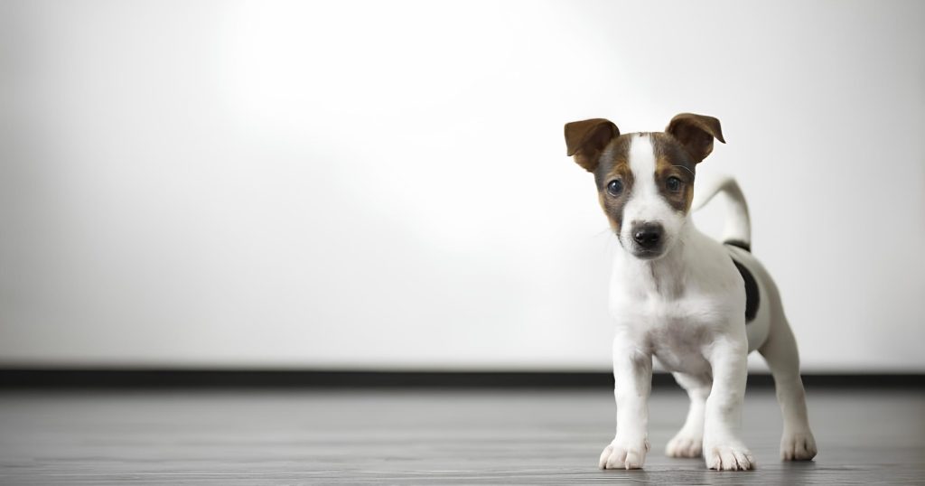 um cachorro que acabou de fazer uma cirurgia de castração.
