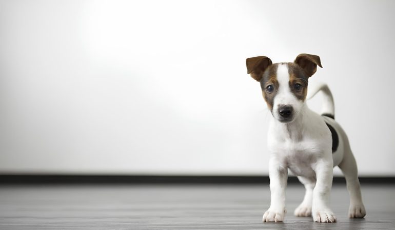 um cachorro que foi passado por uma cirurgia de castração.