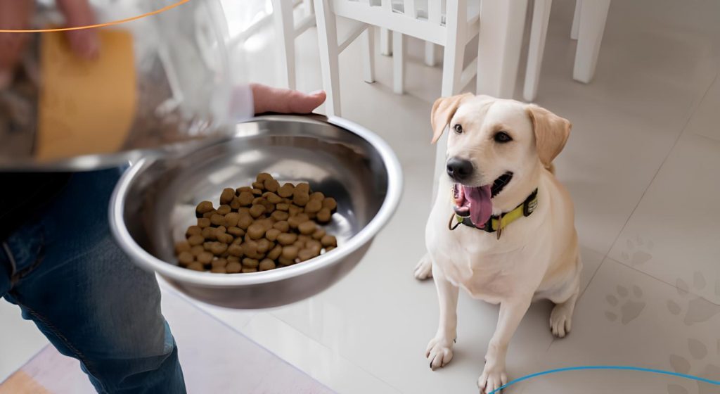 um cachorro sentado esperando seu dono dar o pote de ração para ele comer