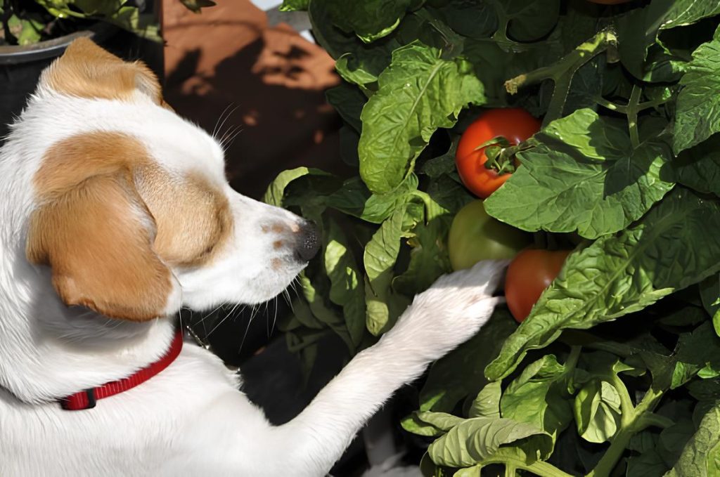 um cachorro mexendo em uma plantação de tomate.
