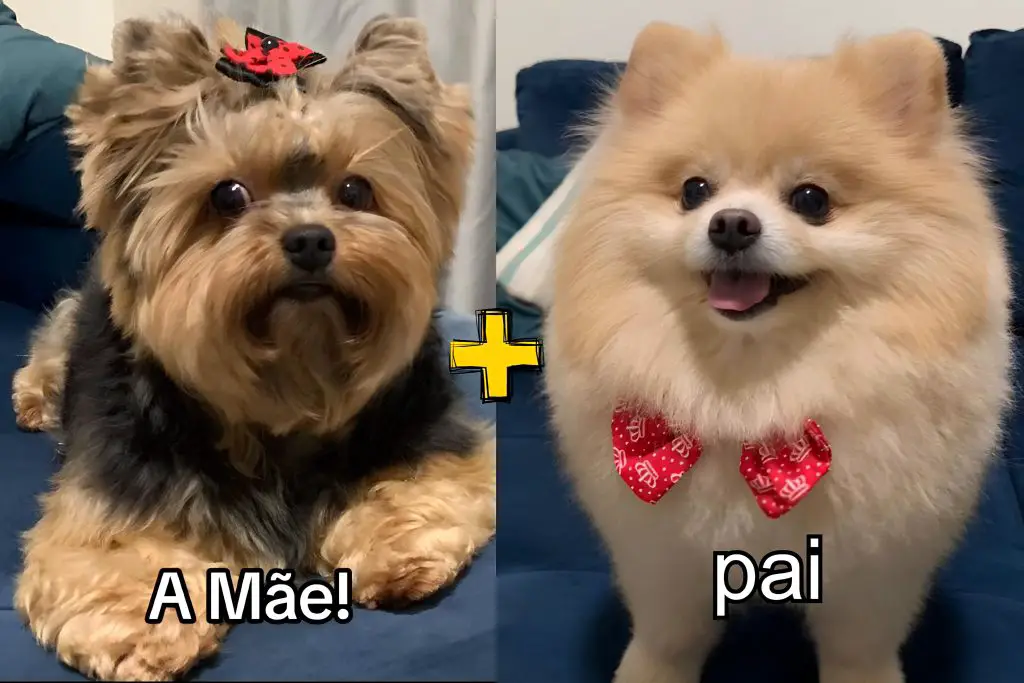 um cachorro da raça Lulu da Pomerânia e outro da Yorkshire. Pai e Mães do Chico