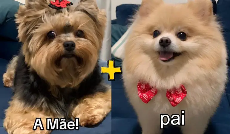 um cachorro da raça lulu da pomerânia e outro yoekshire.