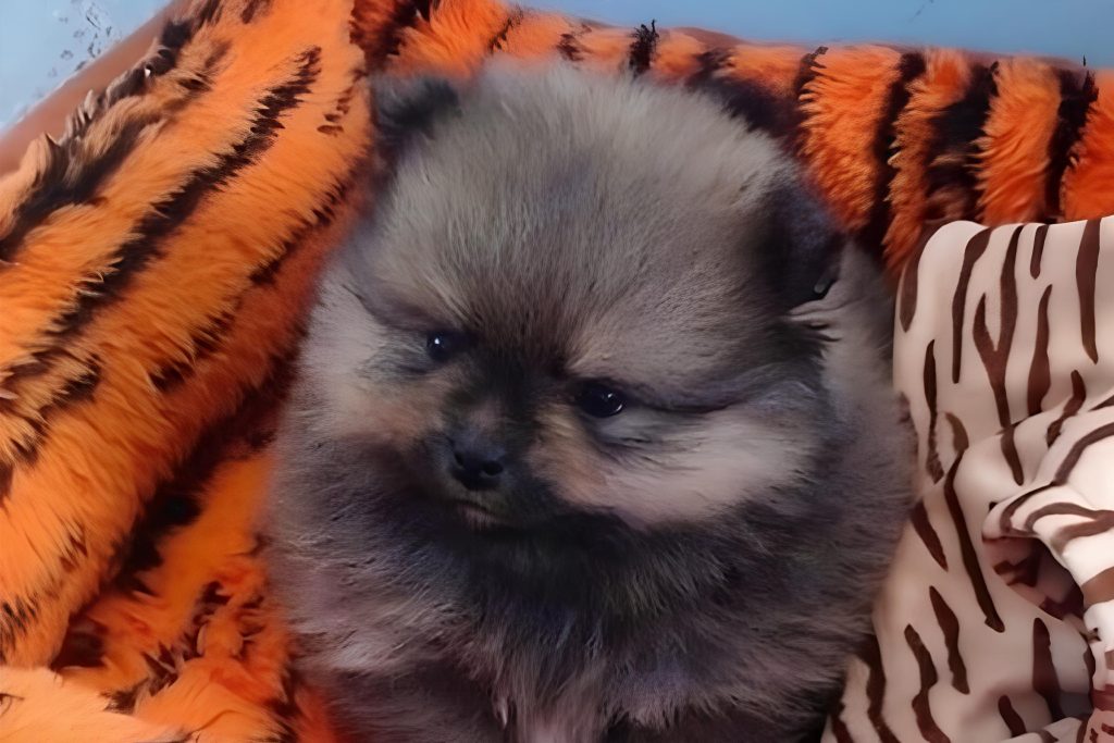 um cachorro filhote em algumas cobertas.