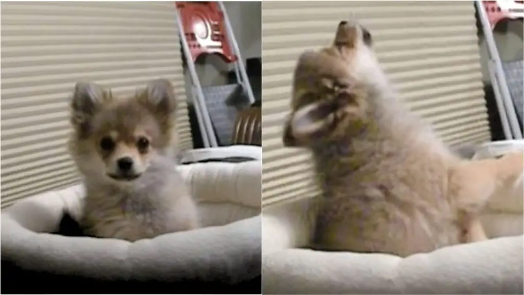 um  lulu da pomerânia uivando