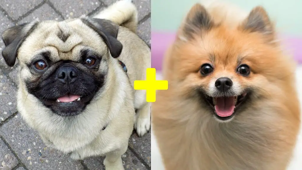 um cachorro da raça pug e outro lulu da pomerânia