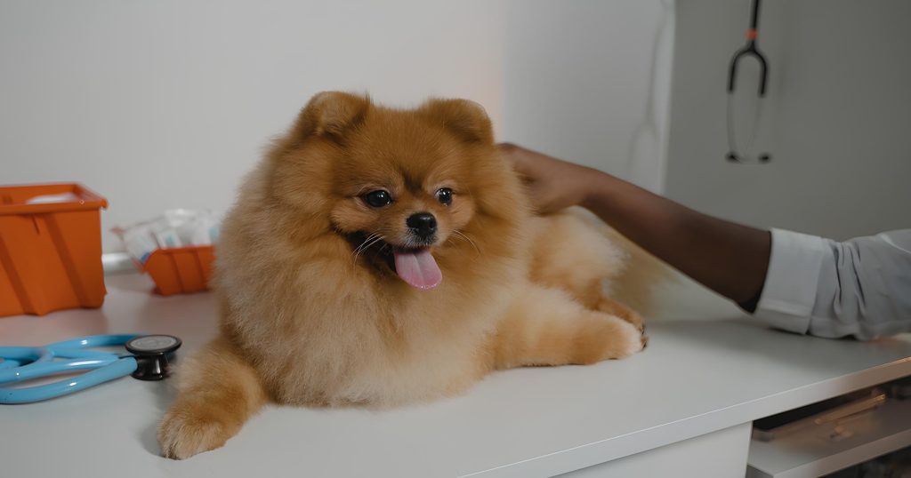 um lulu da pomerânia em um consultório veterinário.