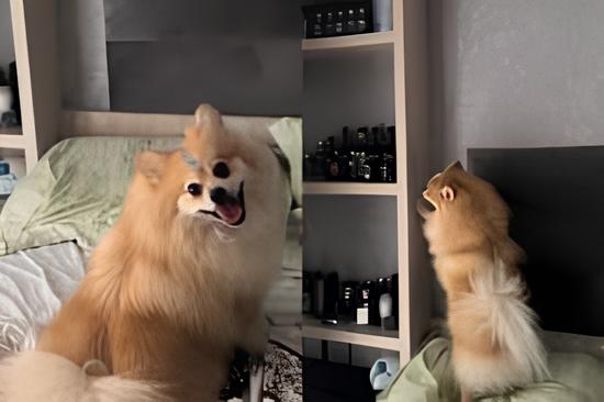 um lulu da pomerânia em cima da cama querendo ligar o ar condicionado