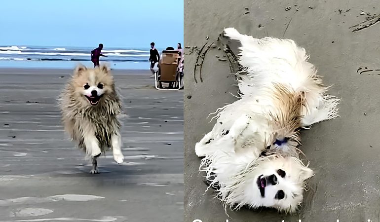 um lulu da pomerânia deitado brincando na areia.