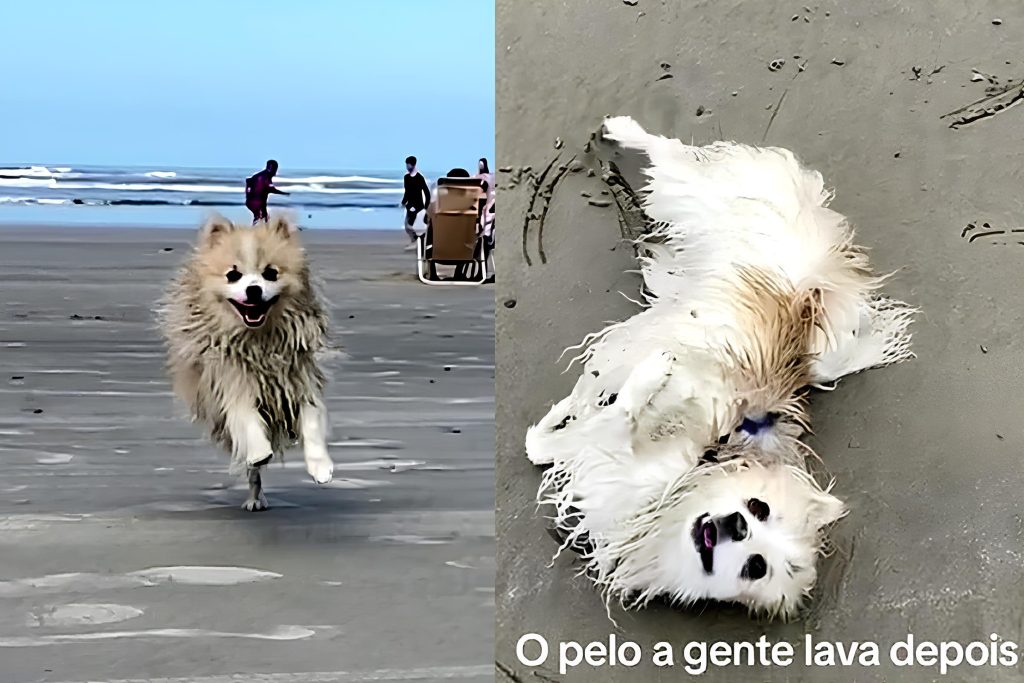 um lulu a pomerânia conhecendo a praia.