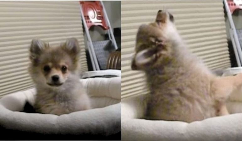 um lulu da pomerânia uivando igual lobo