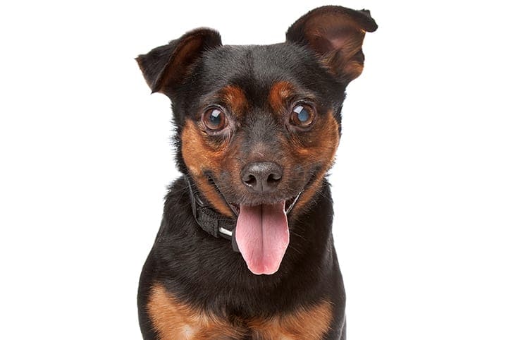 um cachorro que esta começando a ficar cego.