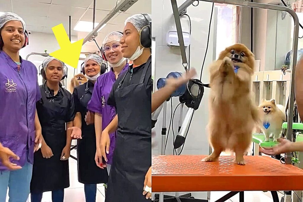 várias funcionárias de um pet shop dançando com um lulu da pomerânia.