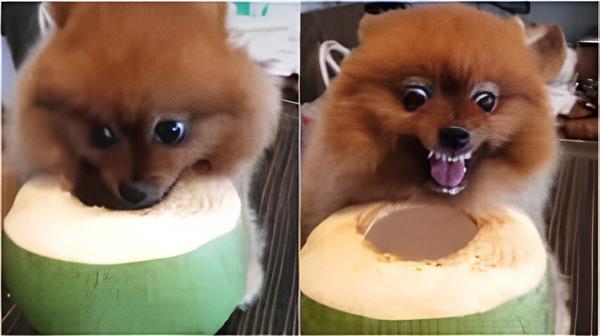 um lulu da pomerânia comendo um coco.