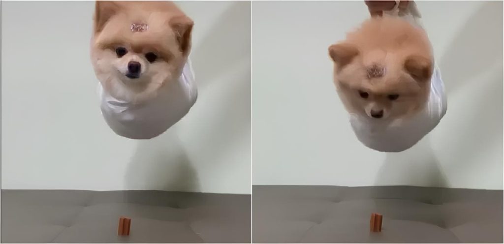 uma lulu da pomderânia refazendo uma cena do missão impossível ao tentar pegar um petisco.