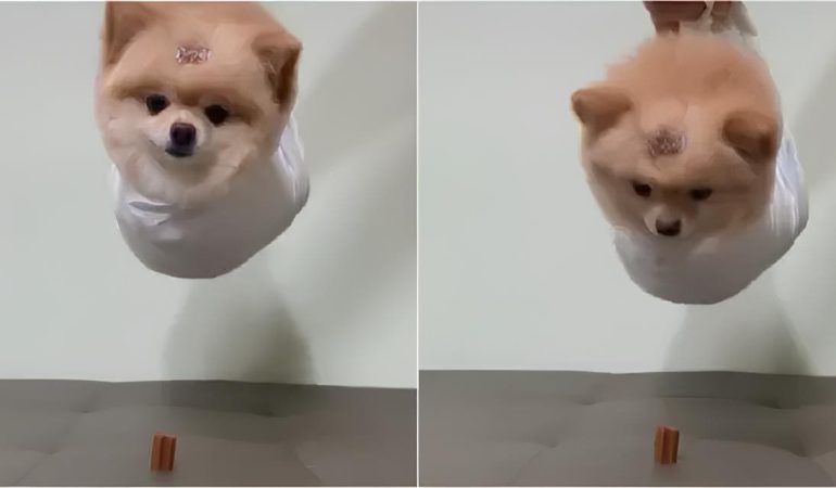 um lulu da pomerânia recriando a cena da missão impossível ao tentar pegar um petisco.