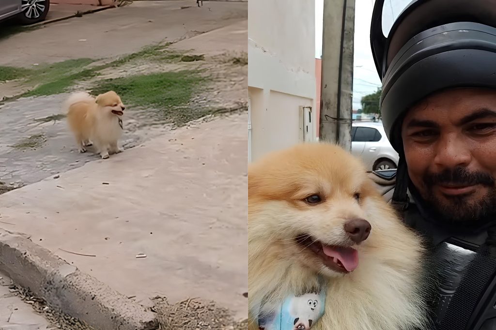 um lulu da pomerânia encontrado na rua por um motoboy