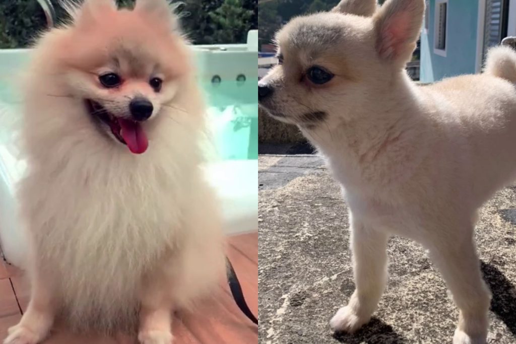 um cachorro lulu da pomerânia foi fazer uma tosa e tosaram tudo errado.