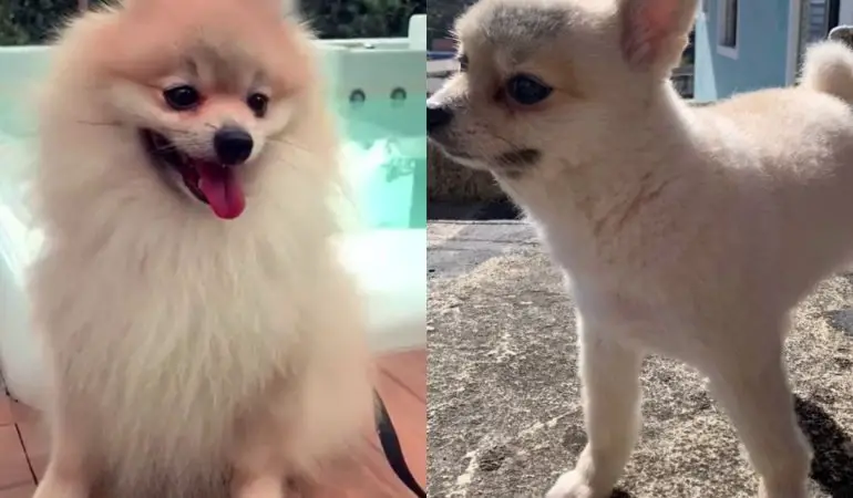 um lulu da pomerânia que foi para tosa e fizeram errado.