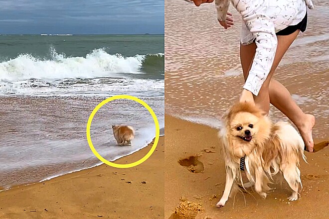 um cachorro da raça lulu da pomerânia fugindo da sua tutora na praia.