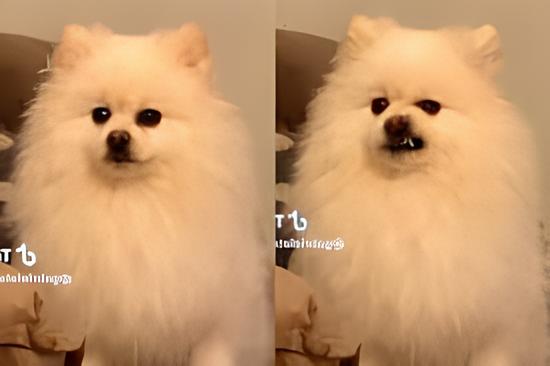 um lulu da pomerânia chamado chico tentando ser bravo.