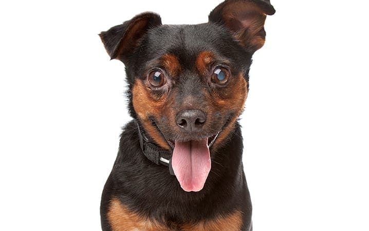 um cachorro que esta ficando cego.