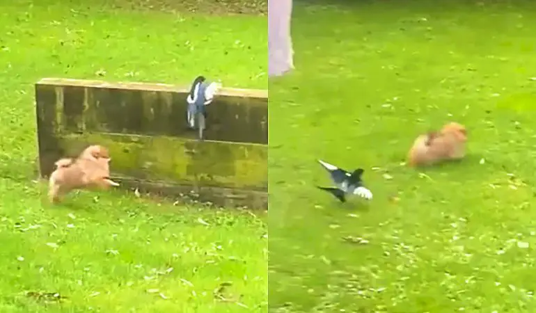 um lulu da pomerânia correndo atrás de um pássaro.