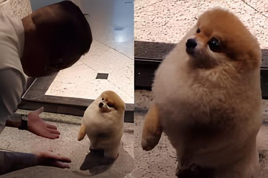 um lulu da pomerânia levando bronca do seu tutor