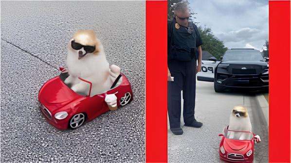 um cachorro da raça lulu da pomerânia parado por um policial por andar com carro sem placa.