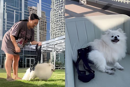 um lulu da pomerânia com sua tutora voltando a caminhar.